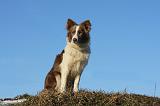 BORDER COLLIE 1050